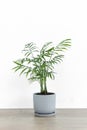 Decorative hamedorea or Areca palm in a modern flower pot on a wooden table against a white wall background. Royalty Free Stock Photo