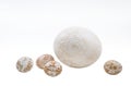 Easter eggs in a nest on a white. isolate Royalty Free Stock Photo