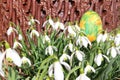 Decorative handicraft decoupage Easter egg among snowdrop flowers