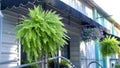 Decorative hanging baskets with fern plants