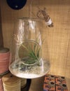 HANGING GLASS SUCCULENT