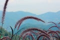 Decorative Hazel Grass - Photo of decorative hazel stalks fluttering in the wind. with mountains and forest floor in the Royalty Free Stock Photo