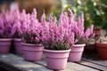 Decorative heather calluna in clay pots