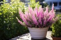 Decorative heather calluna in clay pots