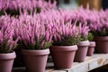 Decorative heather calluna in clay pots