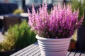 Decorative heather calluna in clay pots