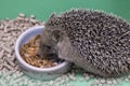 Decorative hedgehog eats dry food from bowl. Dwarf hedgehog at home . Nutrition and breeding hedgehogs at home