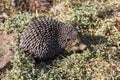 A decorative hedgehog on a grassy land with moss Royalty Free Stock Photo