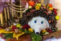 A decorative hedgehog made of the gifts of autumn Royalty Free Stock Photo