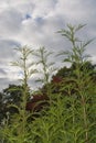 Decorative herb against gray autumn skies