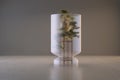 Bonsai tree on a pedestal under a glass dome