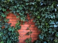 Decorative hops growing on a brick wall garden