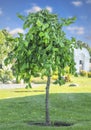 Decorative hornbeam on the lawn. Element of landscape design Royalty Free Stock Photo