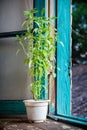 Decorative house green plant in white pot on windowsill