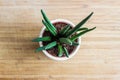 Decorative house plant - Sansevieria cylindrica, top view