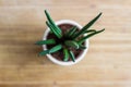 Decorative house plant - Sansevieria cylindrica, top view, shallow depth of field