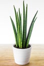 Decorative house plant - Sansevieria cylindrica