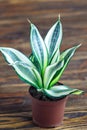 Decorative house plant-Sansevieria trifasciata golden hahnii in a pot on wooden background. Snake plant.