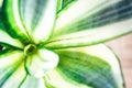 Decorative house plant-Sansevieria trifasciata golden hahnii in a pot on wooden background. Snake plant. Royalty Free Stock Photo