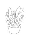 Decorative indoor plant suculent outline coloring page