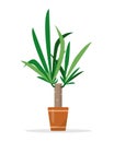 Decorative houseplant Yucca tree in ceramic flower pot