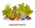 Decorative houseplants in pots background. Florist indoor palm trees and interior flowerpots