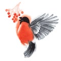 Decorative illustration. Bullfinch on the fly eats red clusters of rowan berries. Plitsa pecks berries. Red winter fluffy bird. Royalty Free Stock Photo