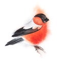 Decorative illustration. Bullfinch sits on a branch. Red winter fluffy bird. Christmas card. Hand drawn watercolor illustration on Royalty Free Stock Photo