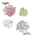 Decorative illustration ink drawing pink chrysanthemum flower Royalty Free Stock Photo