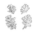 Decorative set ink drawing oak leaves with streaky