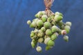 Decorative image from natural acorn fruits