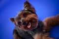 Decorative indoor dog Yorkshire Terrier breed in the studio on a blue gradient background. Close up of a smiling face of Royalty Free Stock Photo