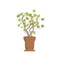 Decorative indoor plant. Isolated. Flat style.