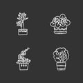 Decorative indoor plants chalk white icons set on black background. Houseplants. Domesticated plants. Orchid, yucca