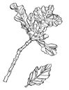 Decorative ink drawing oak branch leaves with streaky