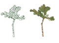 Decorative ink drawing oak branch leaves with streaky