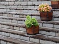 Potted flowers on granite steps. city decor Royalty Free Stock Photo