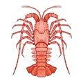 Decorative isolated crayfish