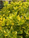 Decorative Japanese spindle bush Euonymus Japonicus. Royalty Free Stock Photo