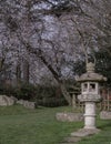 Decorative japanese stone lantern in front of Cherry blossom trees in The Japanese Kyoto Garden Royalty Free Stock Photo