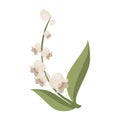 Decorative Jasmine Plant Flower Illustration