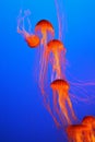 Decorative jellyfish in aquarium Royalty Free Stock Photo