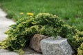A decorative juniper bush covers a stone. Fragment Landscape design