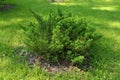 Decorative Juniper bushe in summer park