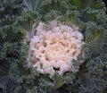 Decorative Kale in Detroit Royalty Free Stock Photo