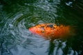 Decorative Koi Fish Royalty Free Stock Photo