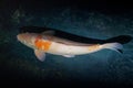 Decorative Koi Fish Royalty Free Stock Photo