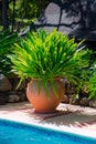 Decorative large huge terracotta pot of tropical foliage