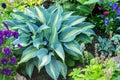 Decorative bush of a growing hosta in a flower bed in a summer garden. Royalty Free Stock Photo