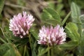 Red Clover Anthyllis vulneraria alpestris on the meadows of Malbun, Liechtenstein Royalty Free Stock Photo